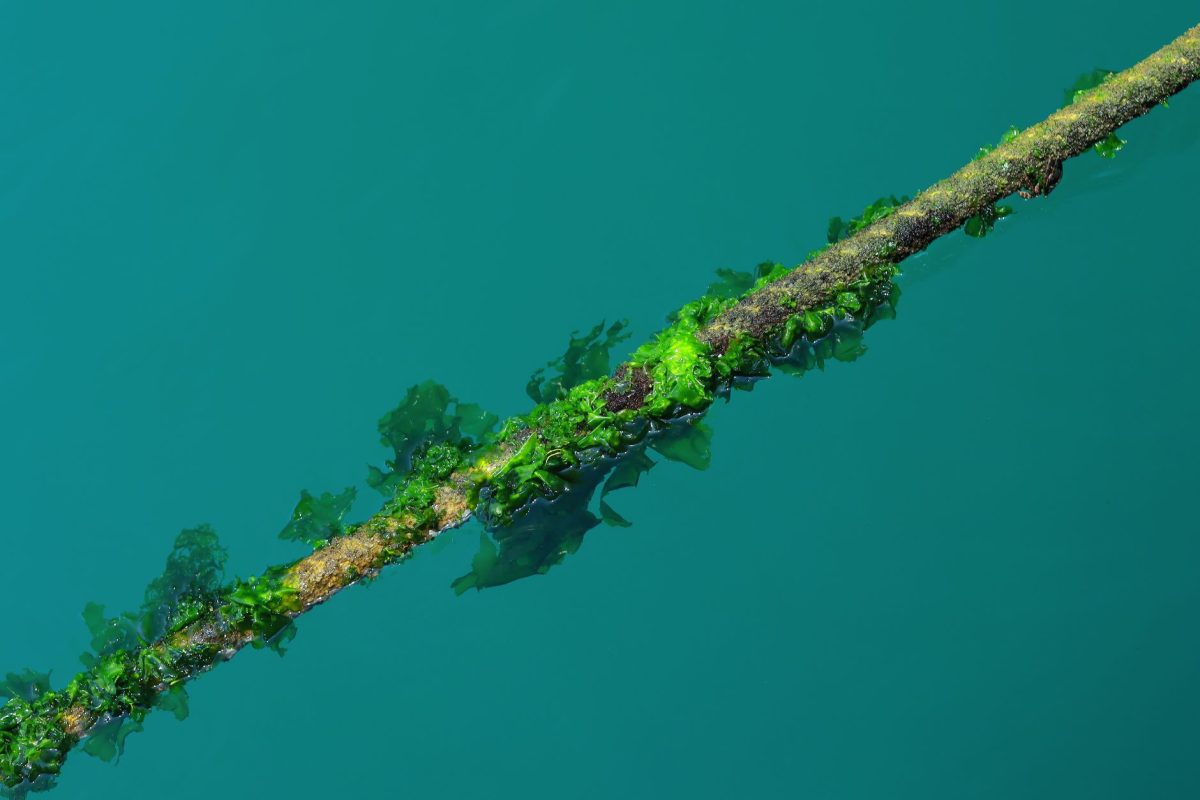 How to Prevent Algae in Your Water Tank