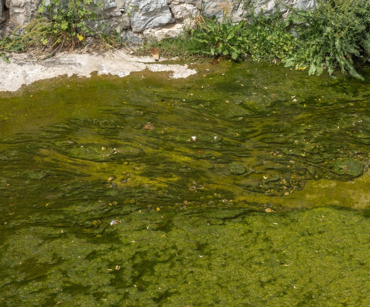 How to Prevent Algae in Your Water Tank