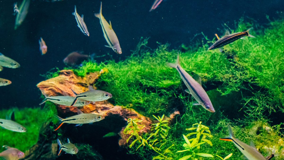 How to Prevent Algae in Your Water Tank